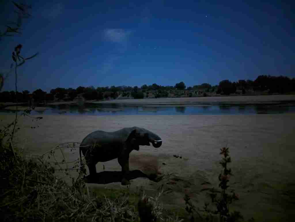 Elephant digging hole to drink water