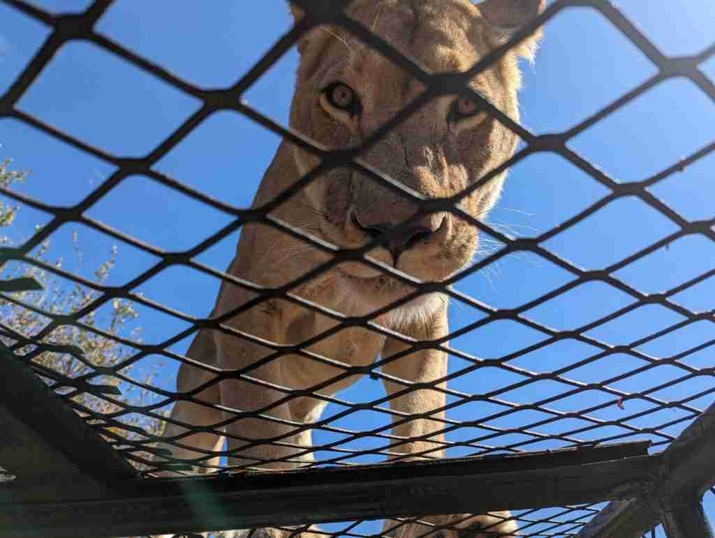 Marakele Animal Sanctuary Lion feeding