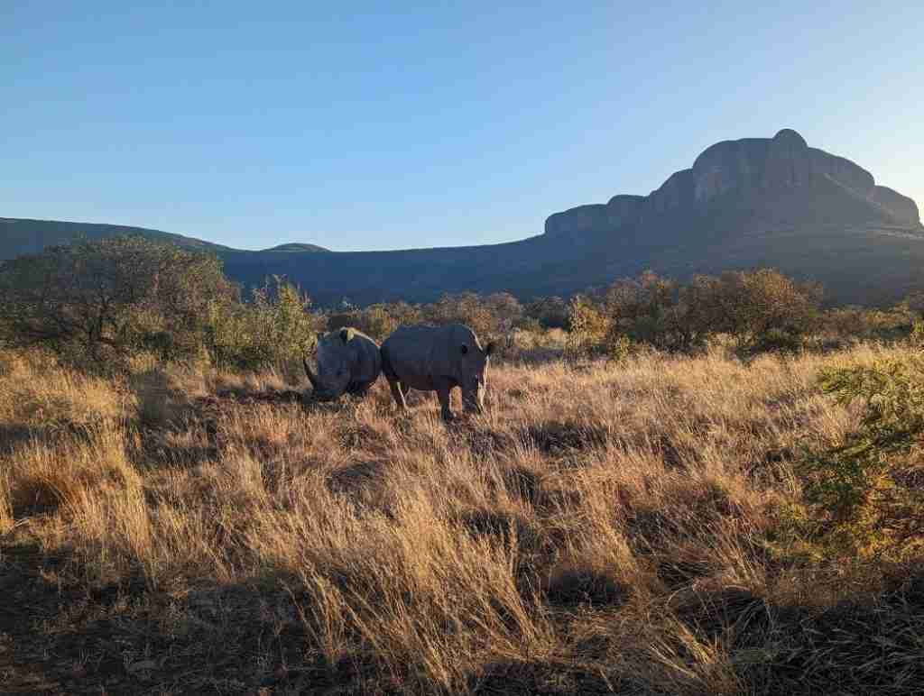 Marakele Rhinos in the veld